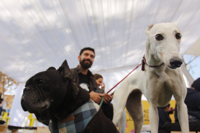 7 de cada 10 millennials prefiere tener mascotas antes que hijos, según estudio