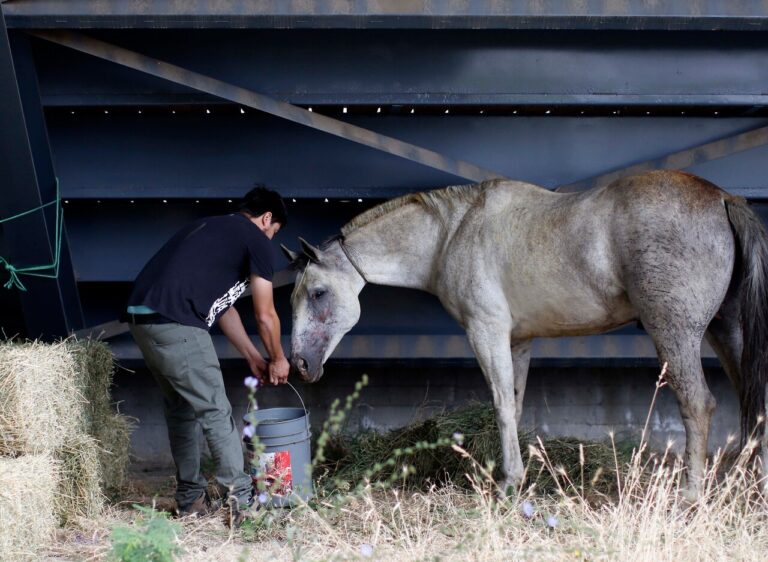 Tragedia en el Maule: Niño de 4 años murió tras recibir una patada de caballo en la cabeza