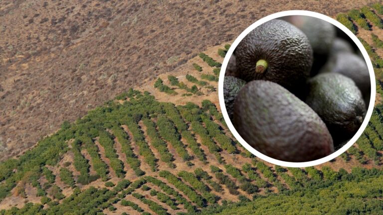 Por tener paltos en tu casa: El proyecto inmobiliario que te paga $4 millones al año por tu terreno