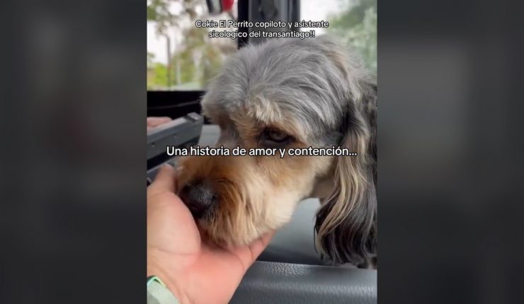 Una historia sin final felíz: Conductor que se hizo viral por manejar con perro de apoyo emocional acusa despido injustificado