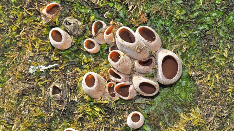 Científicos redescubren en Concepción hongo 