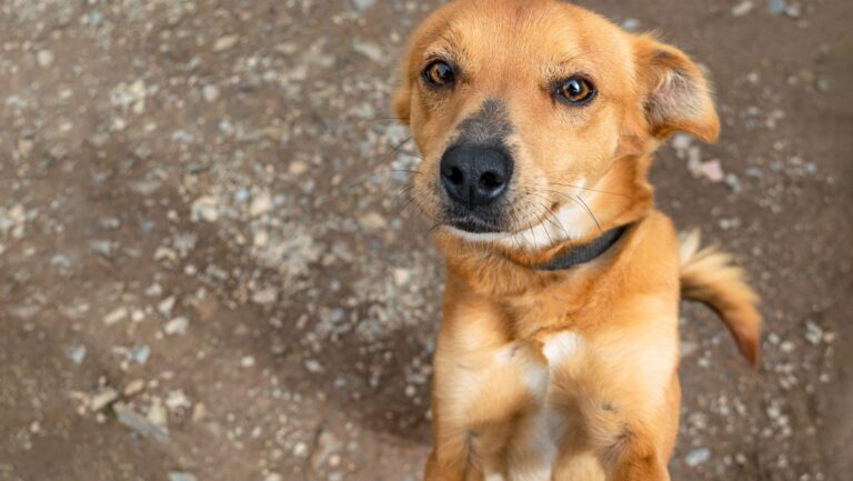 Día del Perro sin Raza: ¿Por qué los canes mestizos son más sanos, fieles y únicos?