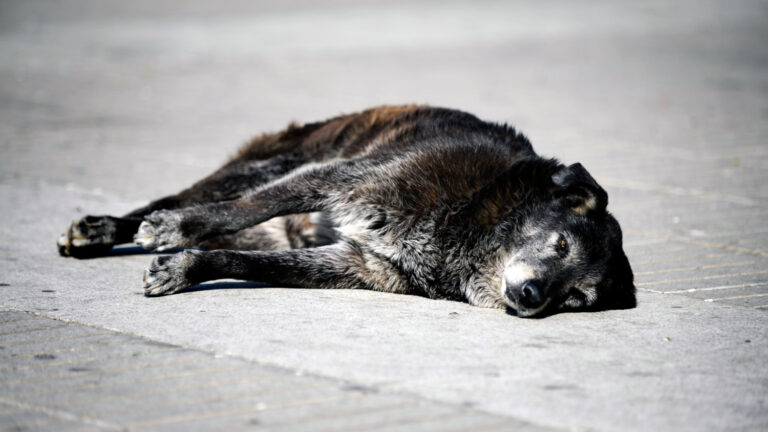 Puerto Montt en alerta por ola de faenamiento de perros: Algunos eran marcados antes de ser asesinados