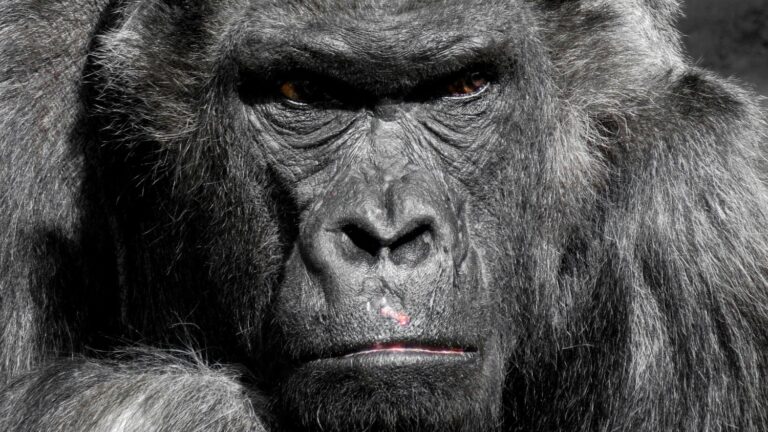 ¿100 humanos contra un gorila? Experto en animales analiza el viral debate de redes