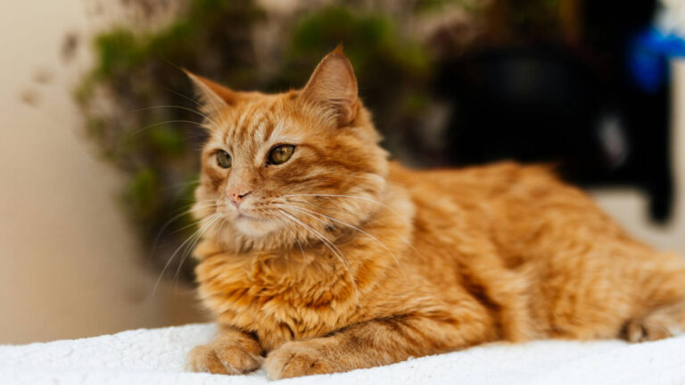 ¿Por qué son así? La ciencia finalmente logra resolver el misterio genético de los gatos naranjas