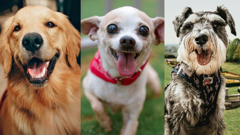 Las razas de perro más afectadas por enfermedades genéticas y cómo prevenirlas