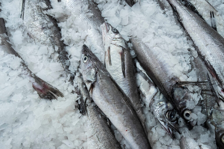 “Improvisación y retroceso”: Gremio pesquero industrial cuestiona patente impuesta en ley de fraccionamiento