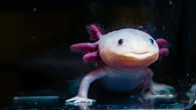 Científicos descubren el secreto molecular de los ajolotes para regenerar extremidades