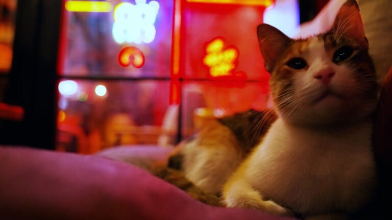 La oscura red global de tortura de gatos por dinero