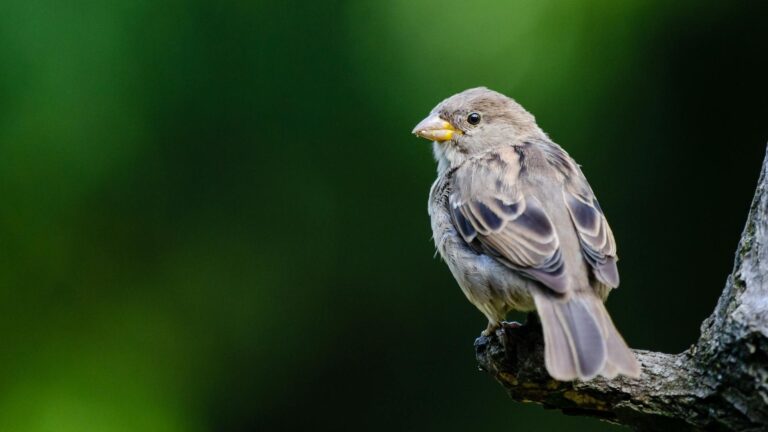 La importancia de cuidar los cielos nocturnos de Chile: Son un patrimonio científico, medioambiental y cultural