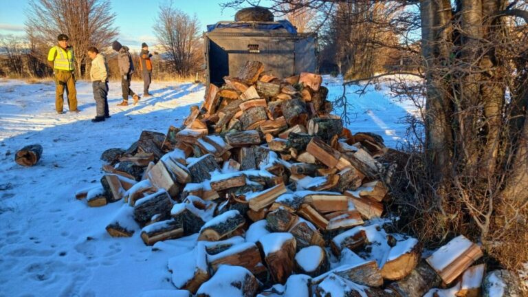 Bosque nativo en Aysén: Seis detenidos por corta ilegal de leña avaluada en más $100 millones