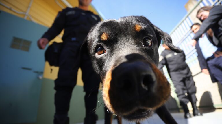 Cuál será el trabajo del nuevo equipo canino de Gendarmería en Valparaíso