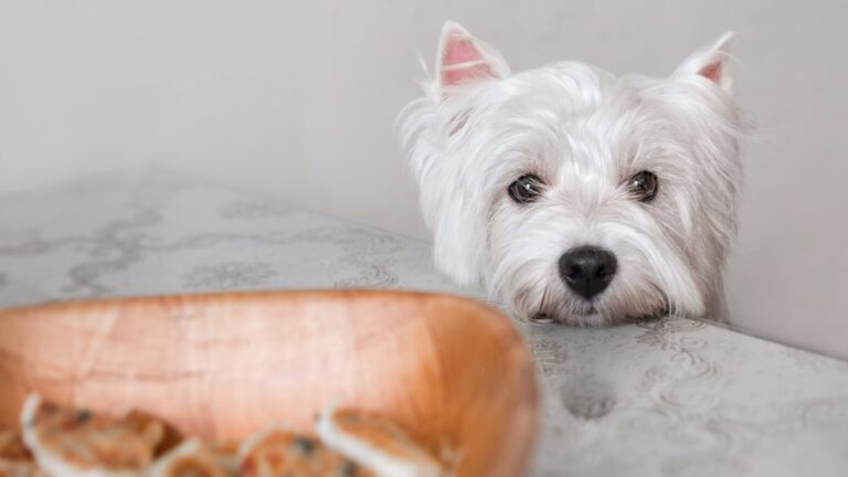 Día del Perro 2025: Aprende qué alimentos pueden dañar gravemente a tu mascota