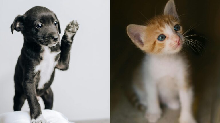 Objetos peligrosos para gatos y perros: ¿Qué hacer si tu mascota ingiere algo indebido?