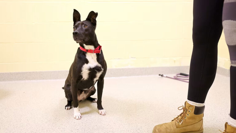 Crisis económica dispara abandono de mascotas en EE.UU. mientras refugios colapsan