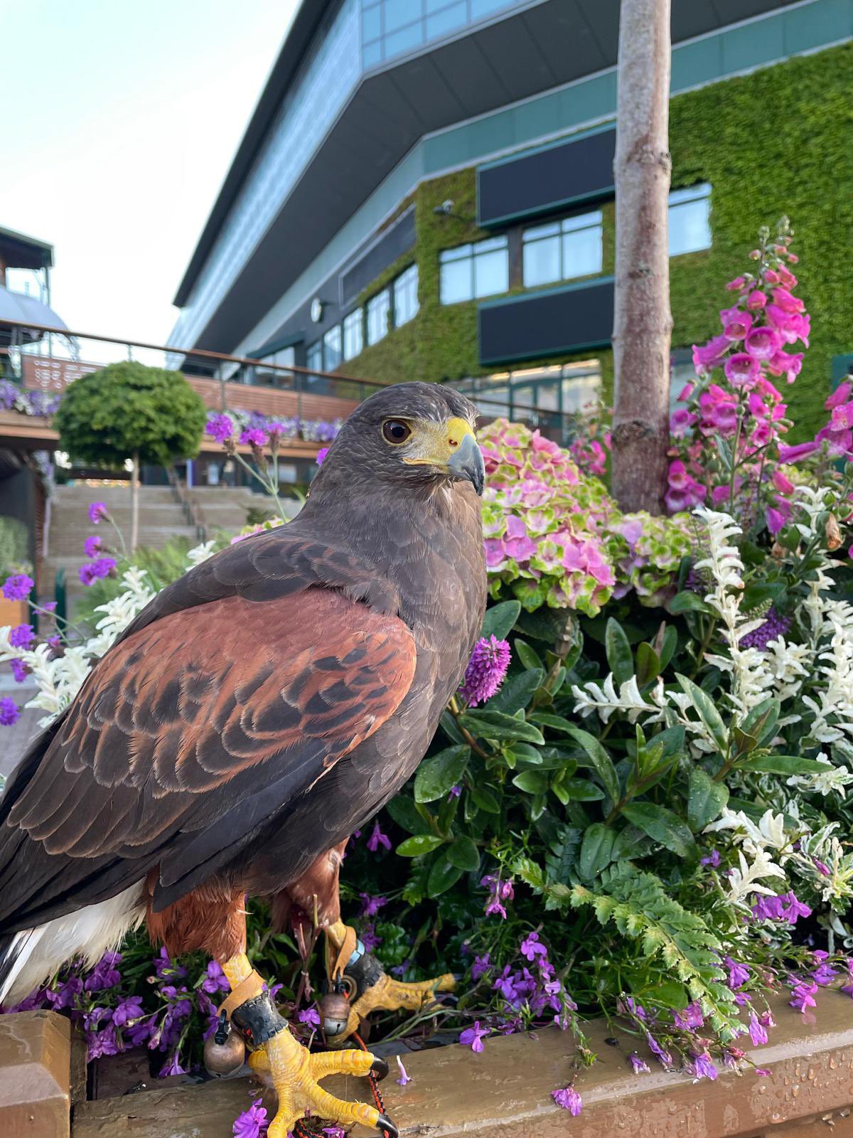 Rufus el halcón/@RufusTheHawk