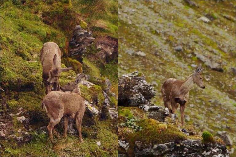 Nueva esperanza para la sobrevivencia de la especie: Encuentran 10 nuevos huemules en el extremo sur de Chile
