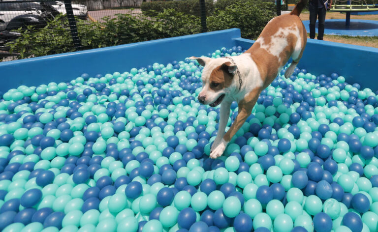 GuauFest: Llega a Chile el primer parque de diversiones para perros