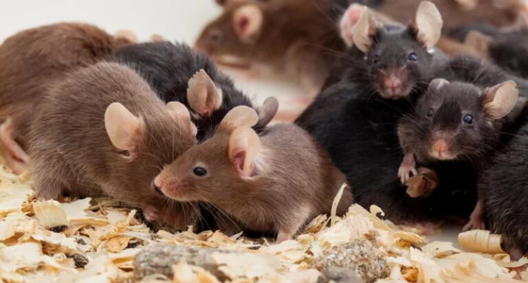 Científicos logran editar genéticamente el cerebro de ratones para corregir mutaciones que causan grave enfermedad en bebés humanos