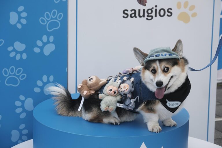 Corgis deslumbran en Lituania con disfraces y competencias de velocidad