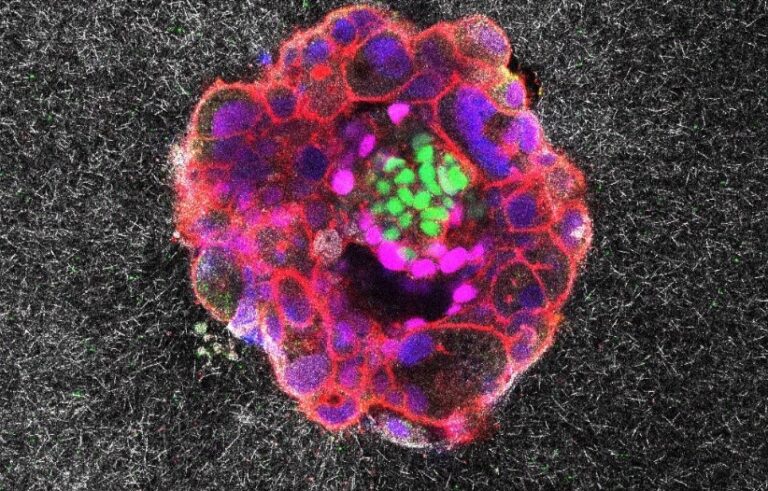 Graban por primera vez el proceso de implantación de un embrión humano en tiempo real