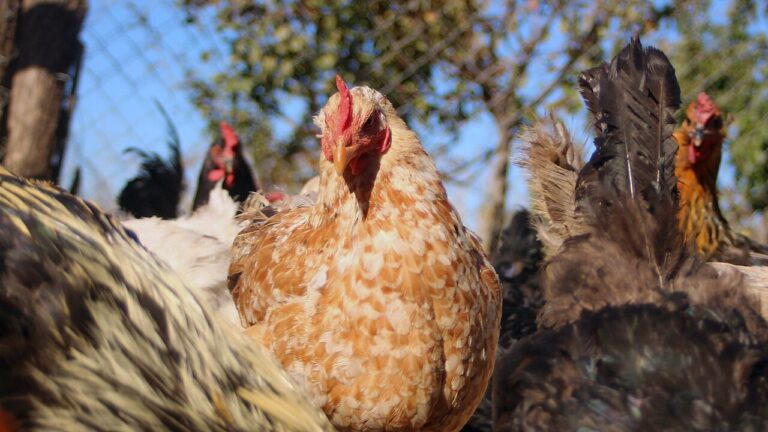 Tras superación de brote de gripe aviar: Chile retomará ingreso de productos avícolas desde Brasil