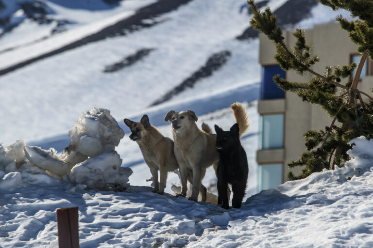 ¡Llegó la nieve a la Región Metropolitana!: La Florida, Lo Barnechea y San José de Maipo se tiñen de blanco