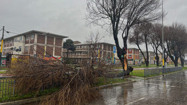 Sistema frontal: ¿Cómo se puede identificar un árbol que está por caer?