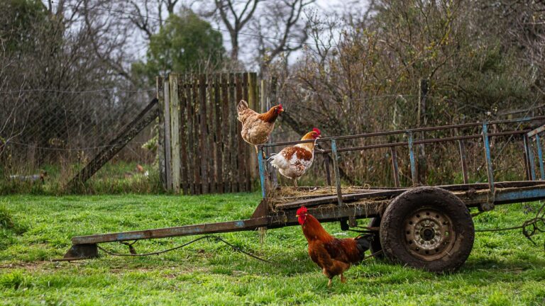 Brote de gripe aviar en Argentina: ¿El pollo podría subir de precio para las Fiestas Patrias?