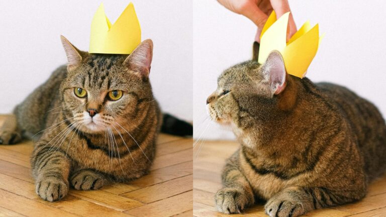 Día Internacional del Gato: ¿Sabes cuidar la salud emocional de tu felino?