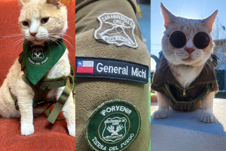 Todo un “catbinero”: La historia de Naruto, el gato adoptado por Carabineros de Porvenir
