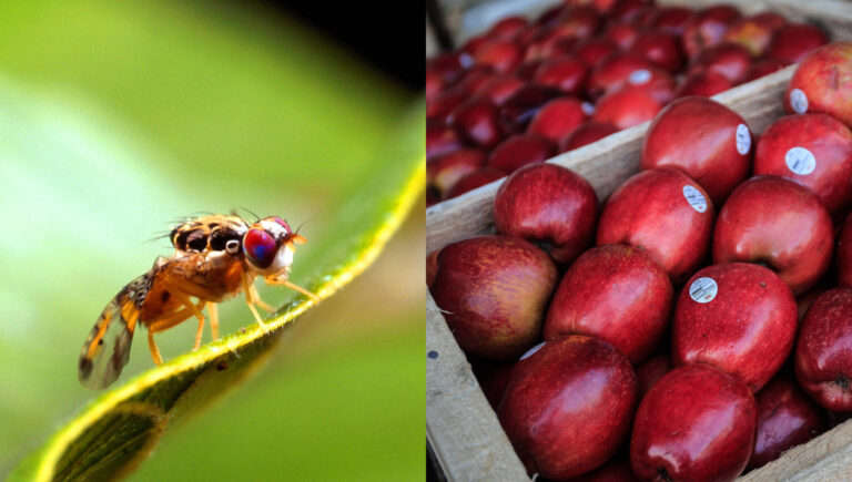 Alerta en los exportadores por la mosca de la fruta: Brotes han aumentado en 2025 y amenaza envío al exterior de frutas chilenas