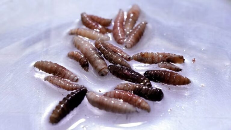 El extraño caso de infección por un gusano barrenador que fue identificado en Estados Unidos: Devora el tejido humano