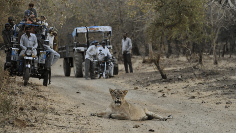 De conservación a problema mortal: La creciente población de leones que amenaza a localidad en India