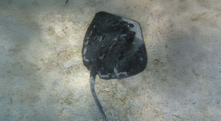 Científicos chilenos confirman presencia de la raya diamante en la bahía de Arica: “No ve a las personas como presas”