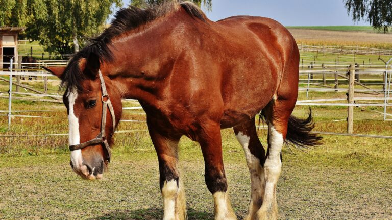 La nueva vida de “Luis Miguel”: El caballo de la banda “carreta chorros” que fue adoptado tras la caída de sus dueños