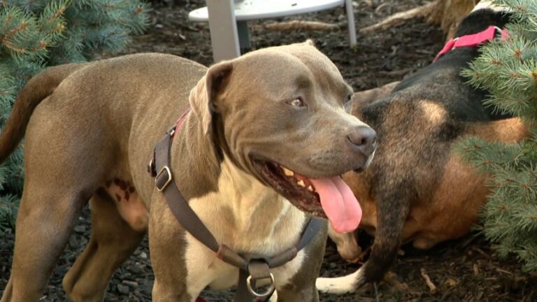 La increíble historia del pitbull que guio a un hombre al rescate de sus dueños inconscientes en Estados Unidos