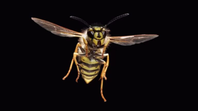 Avispas: Los insectos incomprendidos que podrían salvarnos