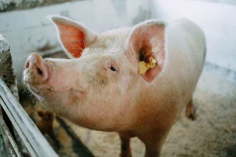 Trasplantan por primera vez un pulmón de cerdo genéticamente modificado a un hombre con muerte cerebral