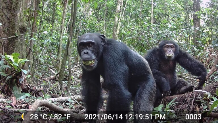 Los chimpancés consumen casi dos bebidas alcohólicas al día a través de la fruta fermentada, según investigación