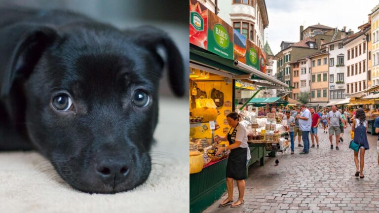 La razón por la que esta ciudad italiana comenzará a cobrar impuestos a los perros visitantes