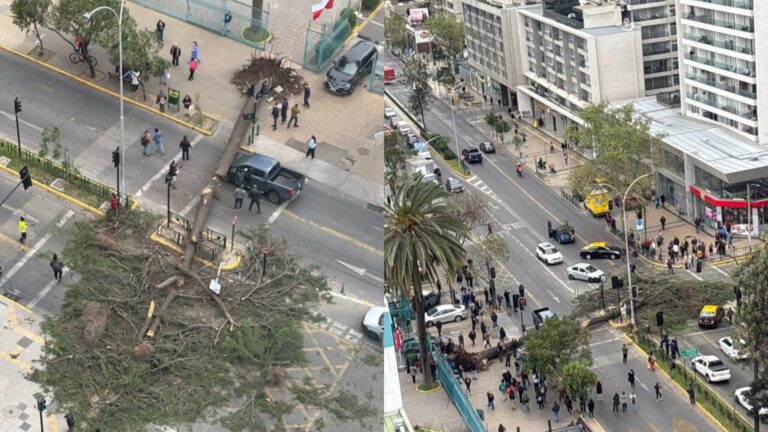 Ñuñoa: Caída de árbol genera suspensión del tránsito en Irarrázaval con Marchant Pereira