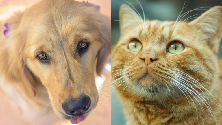 “Ley Duque” suma apoyo: Mayoría de los trabajadores respalda un día libre por enfermedad o muerte de su mascota