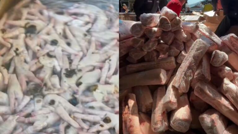 Decomisan 15 toneladas de carne descompuesta en local clandestino en Recoleta