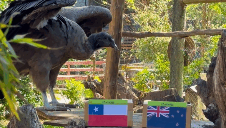 Ni dudó: Cóndor nacional predice 