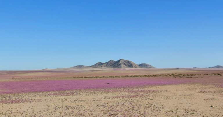Primeras imágenes del Desierto Florido 2025 en Atacama: Cómo llegar a las mejores rutas y disfrutar su floración