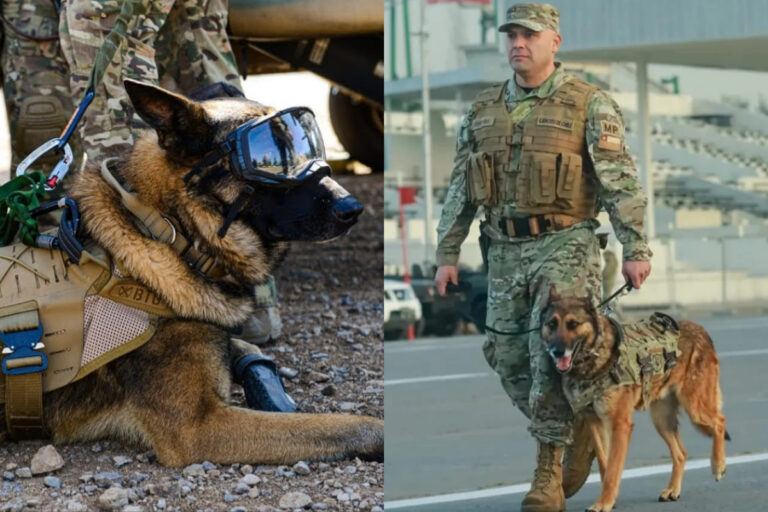 El último desfile de “Drako”: Perro del Ejército se despide en la Parada Militar tras años de servicio