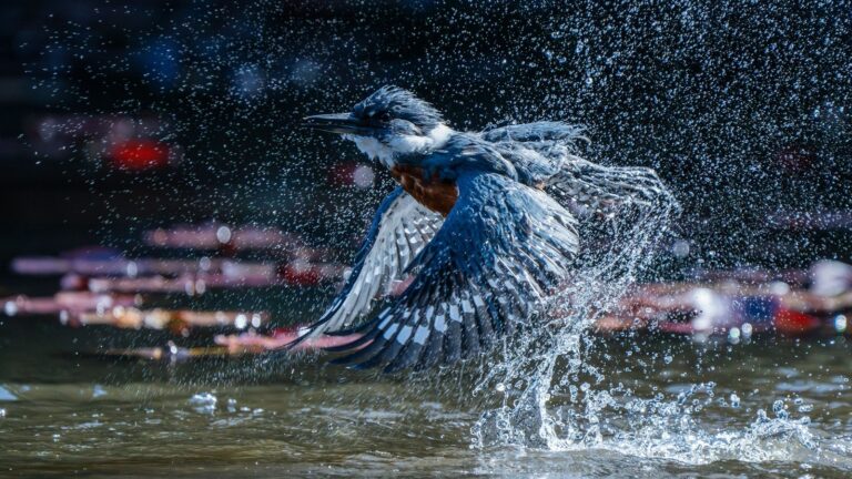 Chileno gana prestigioso premio “Audubon Photography Awards” por foto de un Martín Pescador