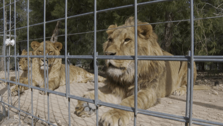 Leones matan a trabajador de zoológico frente a turistas en Tailandia