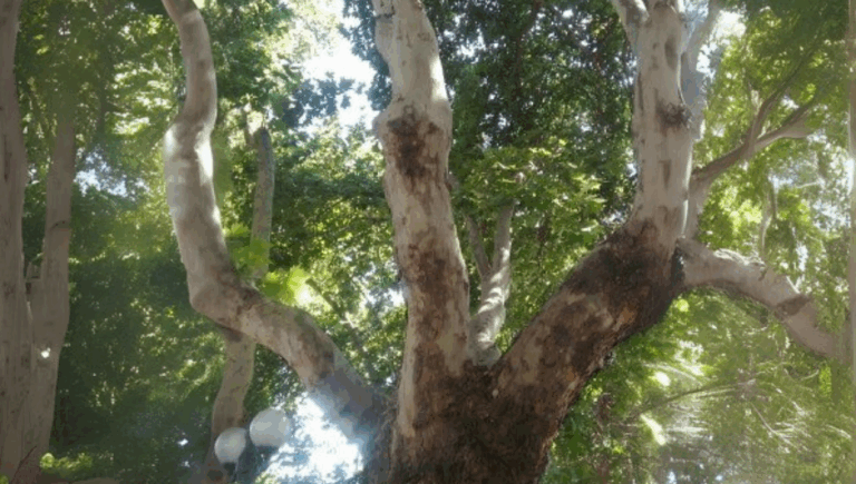 Vecinos alertan por tala de plátanos orientales en Providencia: ¿Por qué los están cortando?